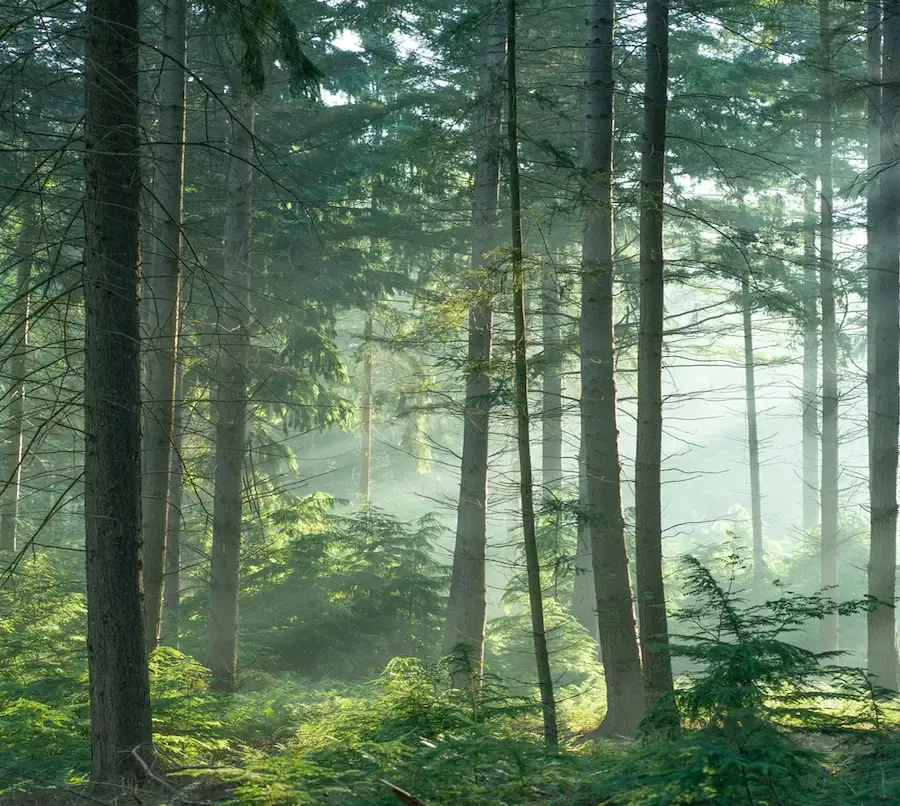Image d'une forêt luxuriante